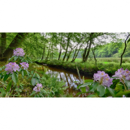 Fotobehang bosbeek met bloeiende rodondendrons. De mooiste natuur wallpapers uit onze topcollectie Nederlandse landschappen 