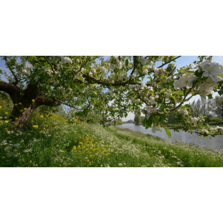 Fotobehang Appelbloesem bomen. De mooiste natuur wallpapers uit onze topcollectie Nederlandse landschappen 