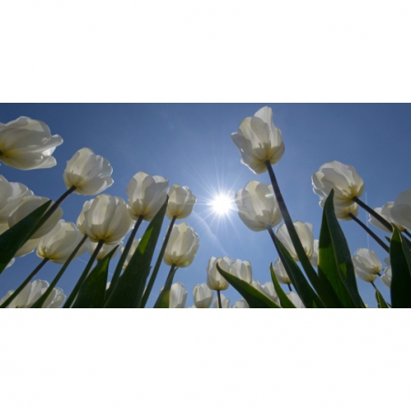 Fotobehang witte tulpen. De mooiste natuur wallpapers uit onze topcollectie Nederlandse landschappen 