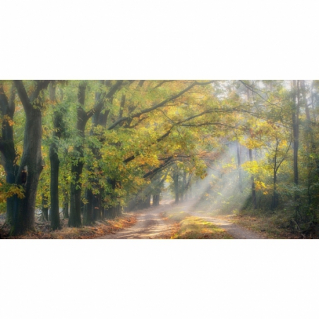 Fotobehang herfstlaantje. De mooiste natuur wallpapers uit onze topcollectie Nederlandse landschappen 