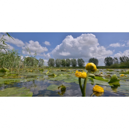 Fotobehang bloeiende gele Plomp. De mooiste natuur wallpapers uit onze topcollectie Nederlandse landschappen en bloemen