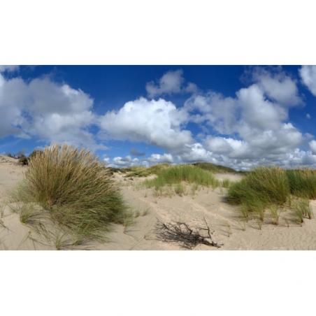 Fotobehang duinen. De mooiste natuur wallpapers uit onze topcollectie Nederlands strand en duinen