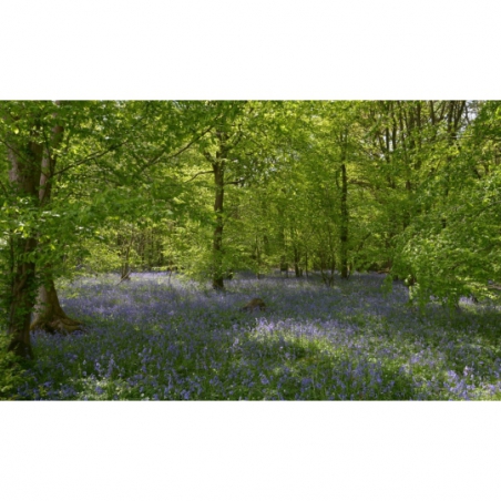 Fotobehang bos met blauwe lelies. De mooiste natuur wallpapers uit onze topcollectie Nederlandse landschappen