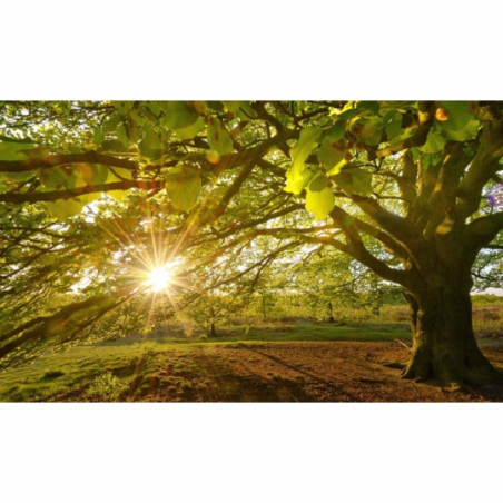 Fotobehang Beukenboom met ondergaande zon. De mooiste natuur wallpapers uit onze topcollectie Nederlandse landschappen
