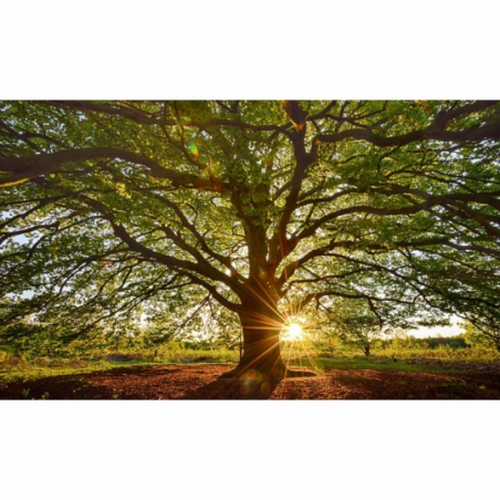 Fotobehang Beukenboom met ondergaande zon. De mooiste natuur wallpapers uit onze topcollectie Nederlandse landschappen