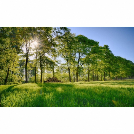 Fotobehang korenveld langs bosrand. De mooiste natuur wallpapers uit onze topcollectie Nederlandse landschappen 