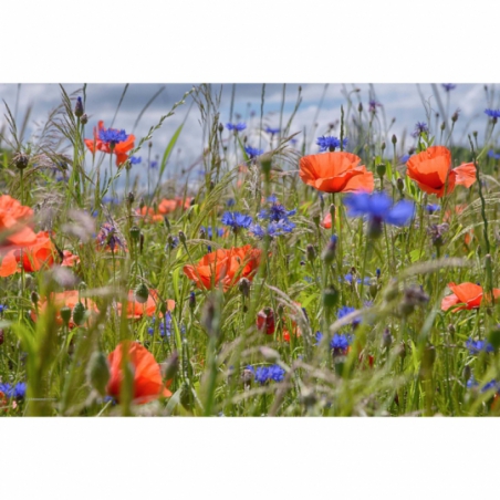 Fotobehang wilde bloemen.  De mooiste natuur wallpapers uit onze topcollectie Nederlandse landschappen
