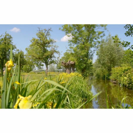 Fotobehang oude boomgaard. De mooiste natuur wallpapers uit onze topcollectie Nederlandse landschappen