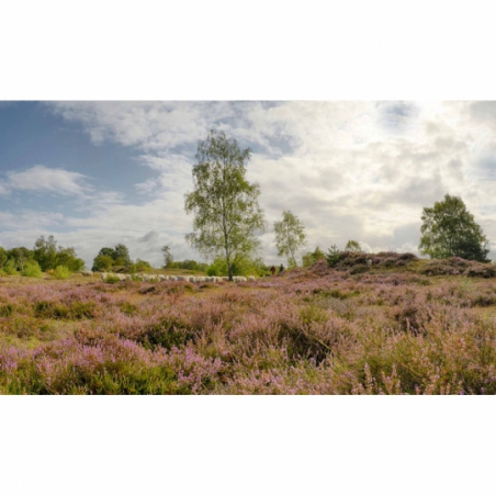 Fotobehang Heide Maasduinen. De mooiste natuur wallpapers uit onze topcollectie Nederlandse landschappen
