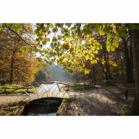 Fotobehang romantische bosvijver.De mooiste natuur wallpapers uit onze topcollectie Nederlandse landschappen 