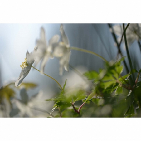 Fotobehang bosanemonen. De mooiste natuur wallpapers uit onze topcollectie Nederlandse landschappen en bloemen 