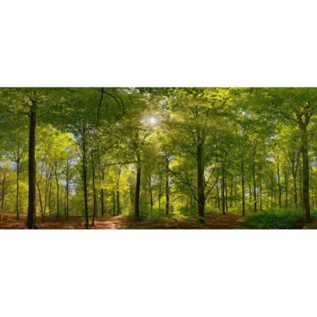 Fotobehang bossen. De mooiste natuur wallpapers uit onze topcollectie Nederlandse landschappen