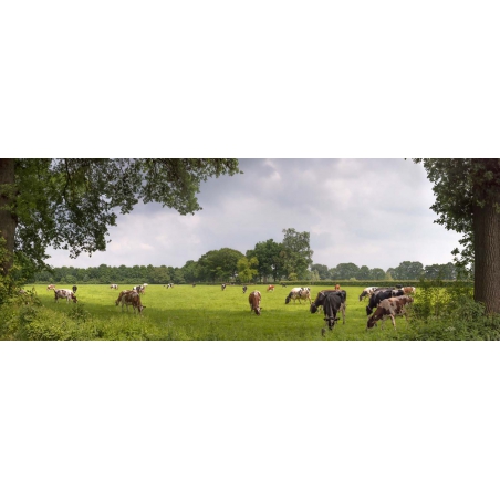 fotobehang koeien in het weiland landgoed Rhijnauwen bij Utrecht