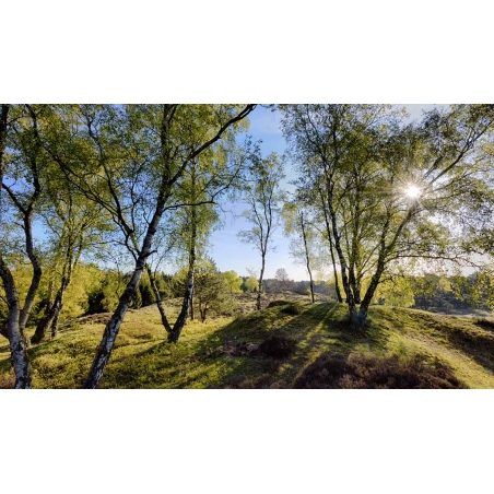 Fotobehang voorjaars berkenbos op de Veluwe. De mooiste natuur wallpapers uit onze topcollectie Nederlandse landschappen