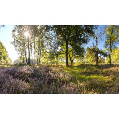 Fotobehang Heide op de Veluwe. De mooiste natuur wallpapers uit onze topcollectie Nederlandse landschappen