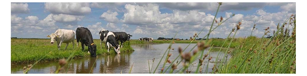 Fotobehang van Nederlandse landschappen weilanden en koeien